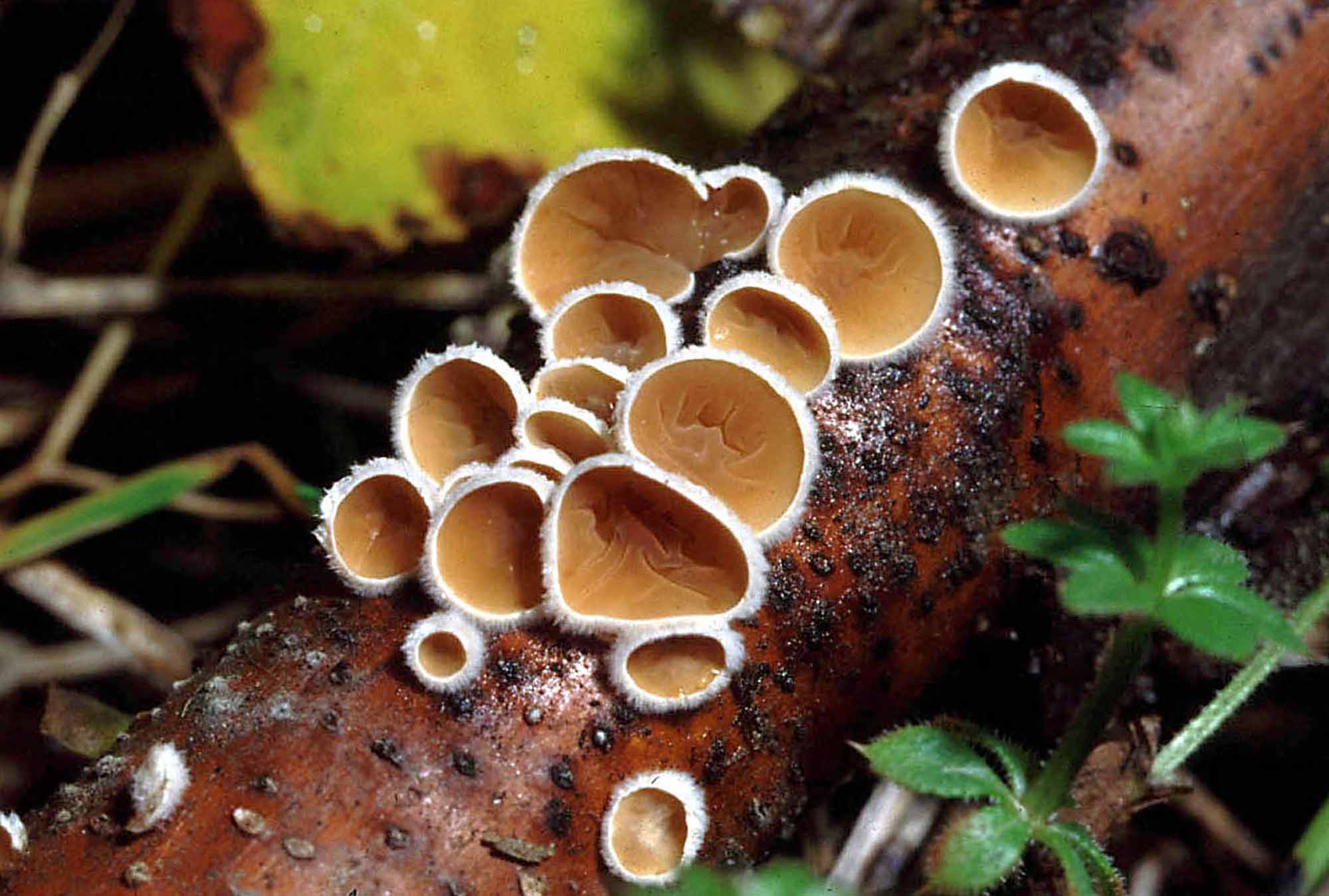Strano funghetto - Schizophyllum amplum